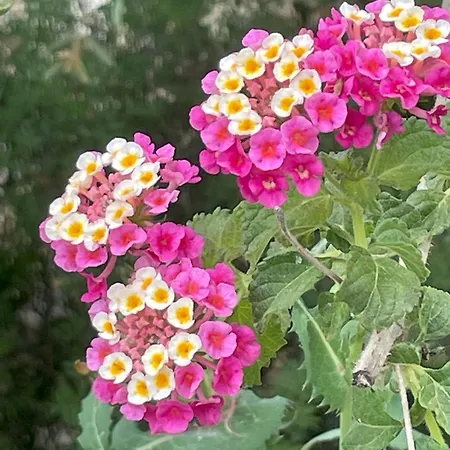 Гостевой дом D'hotes A Vadina Портисьо