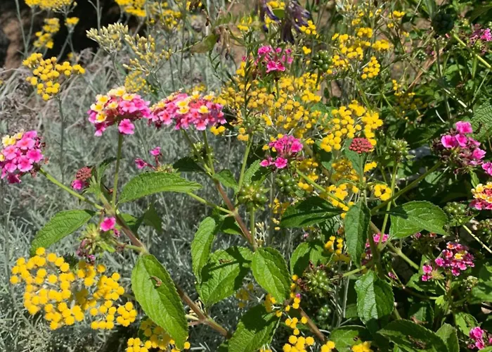 Guest house A Vadina Et De Charme Porticcio (Corsica)