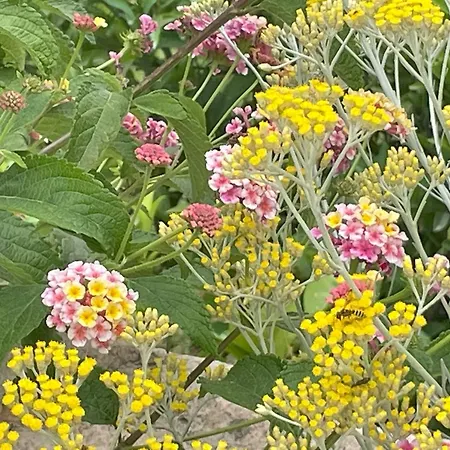 D'hotes A Vadina Porticcio (Corsica)