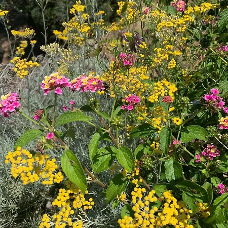 Pensionat D'hotes A Vadina Porticcio (Corsica)