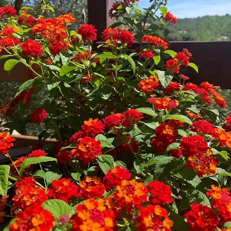 D'hotes A Vadina 4* Porticcio (Corsica)