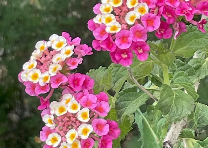 Maison d'hôtes D'hôtes A Vadina Porticcio (Corsica)