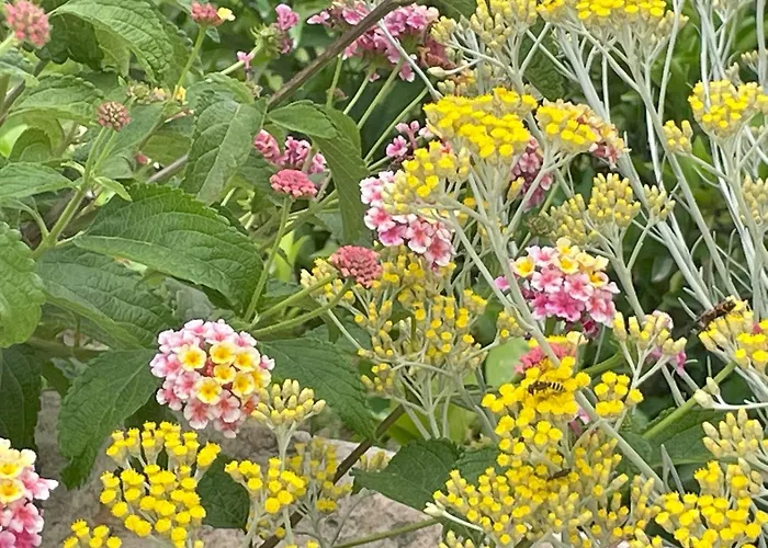 A Vadina Et De Charme Porticcio (Corsica)