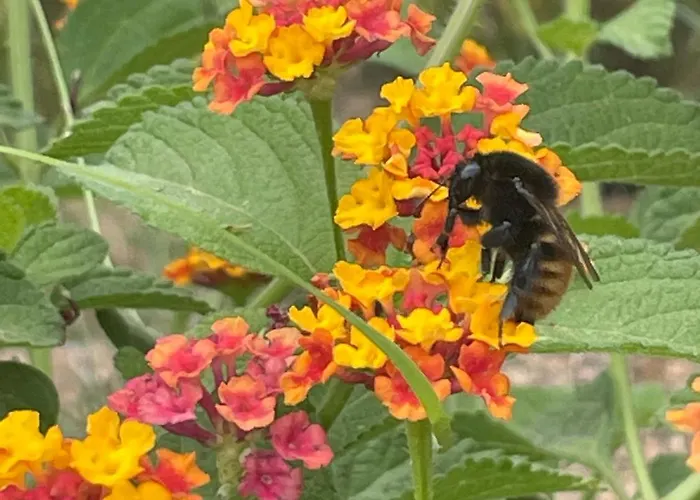 A Vadina Et De Charme Guest house 4*