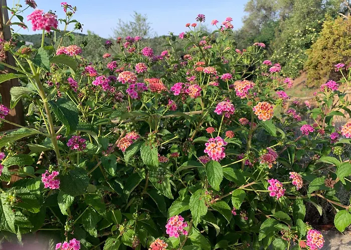 A Vadina Et De Charme Guest house 4*