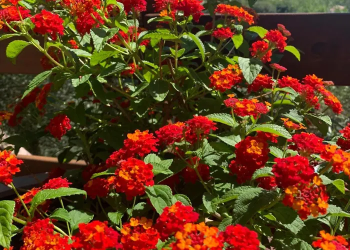 D'hôtes A Vadina 4* Porticcio (Corsica)